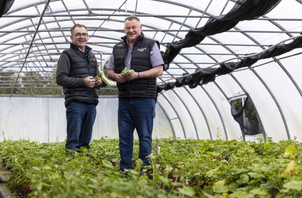 McCormack Family Farms to grow Wasabi at a commercial scale in Ireland for first time