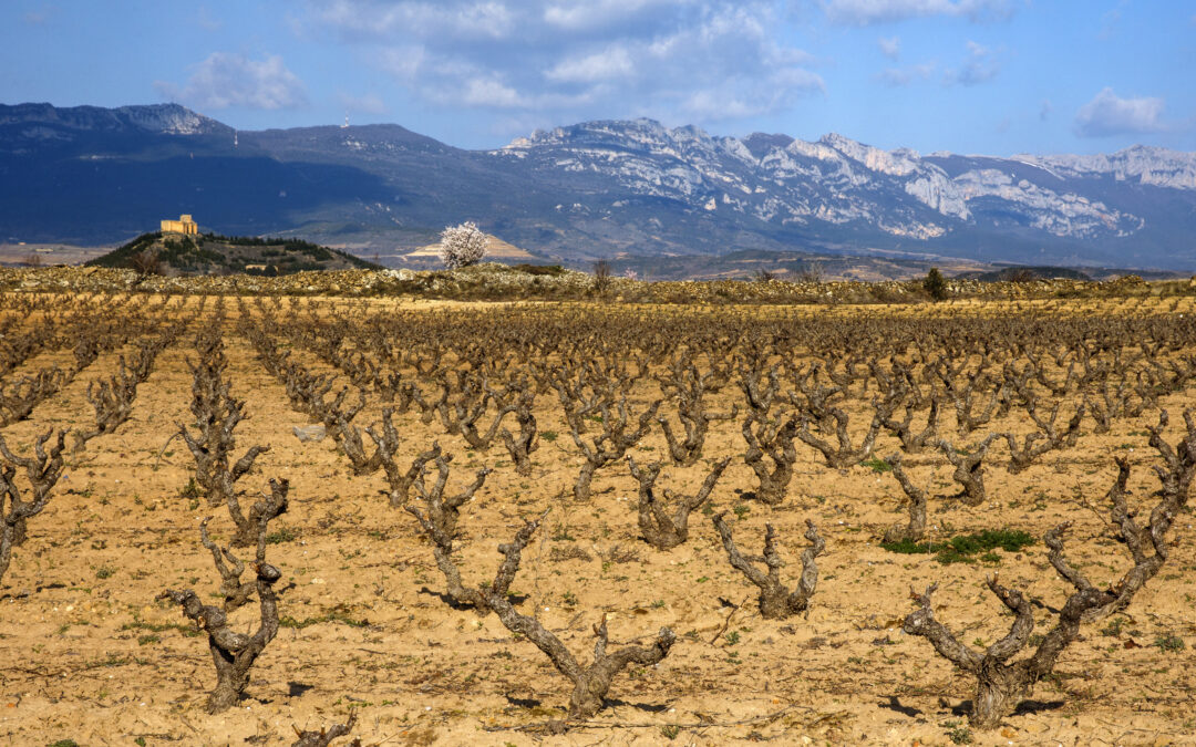 Rioja Wine invites applicants to attend first ever Somm’er School